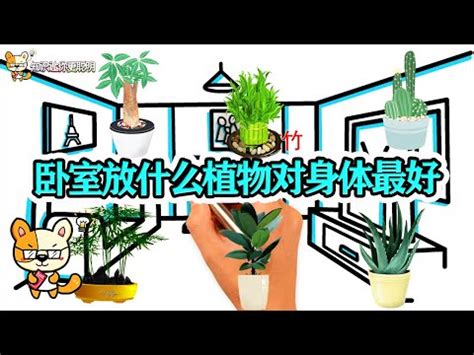 睡房植物風水